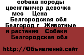 собака породы цвенгпинчер девочка 4 мес. › Цена ­ 7 000 - Белгородская обл., Белгород г. Животные и растения » Собаки   . Белгородская обл.